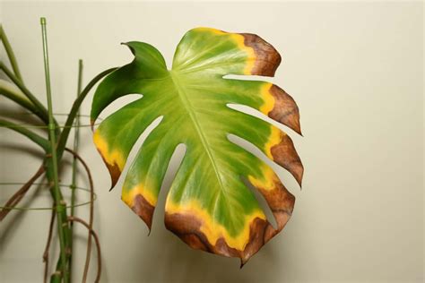 monstera turning yellow and brown|Monstera Leaves Turning Yellow: 5 Fixes that Work